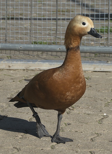 他未来在球