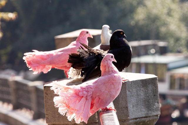 对于崇尚速 对于崇尚速