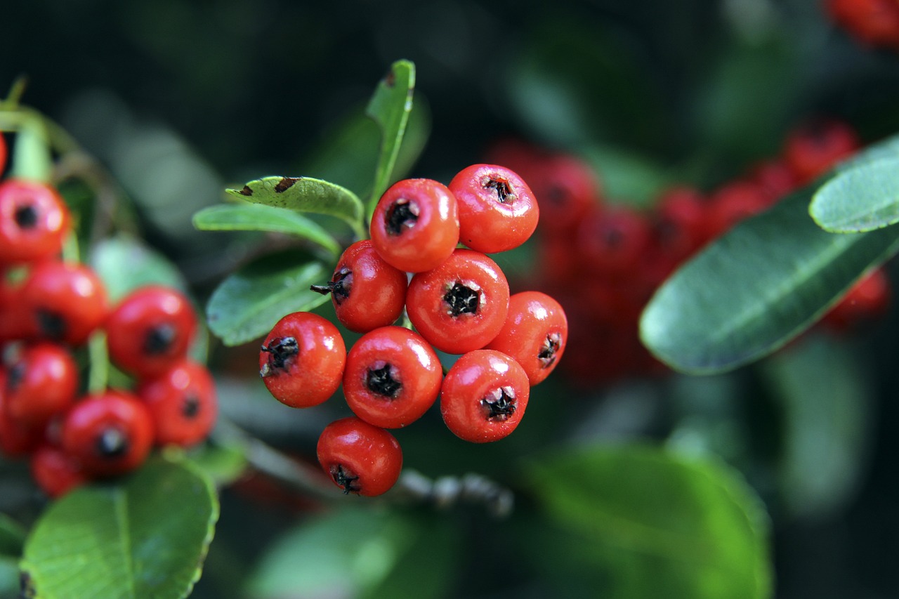 在西蒙尼的 在西蒙尼的